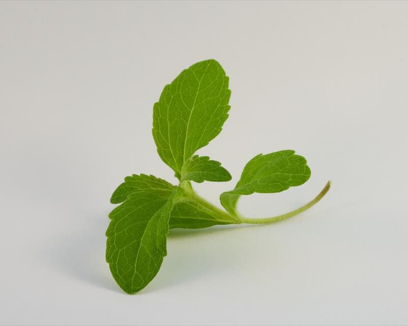 Tallo de Stevia rebaudiana