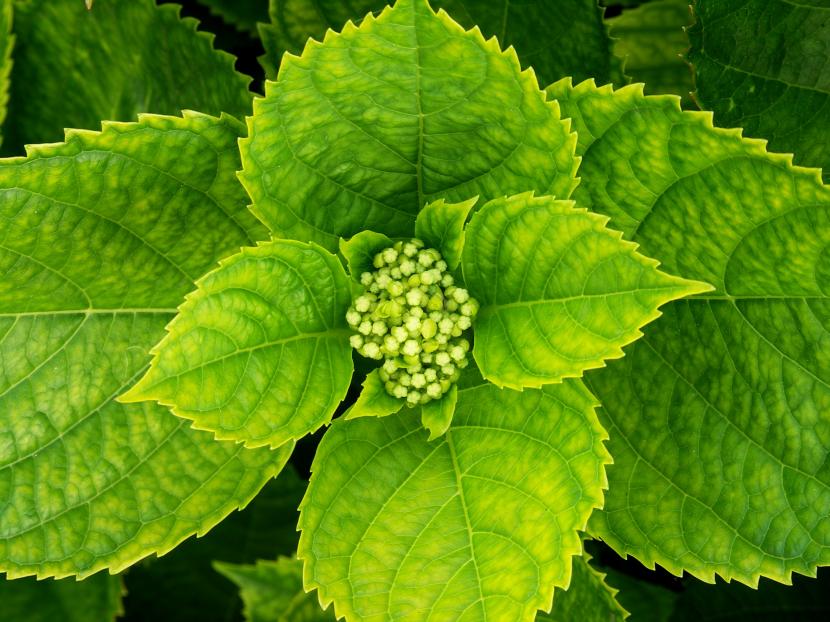 Hortensia