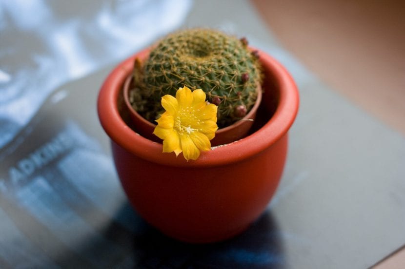 Cactus de Rebutia