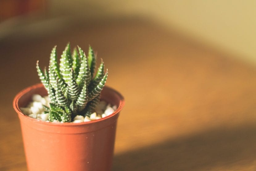 Haworthia