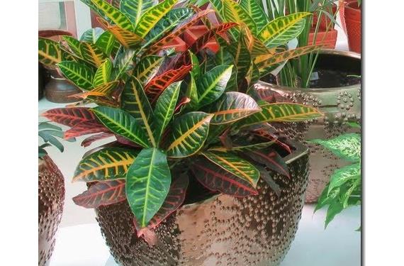 Trasplantar plantas de interior: cuándo y cómo hacerlo