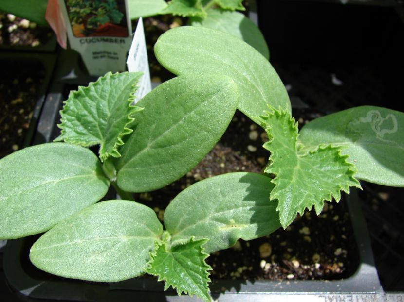 Brotes de pepino