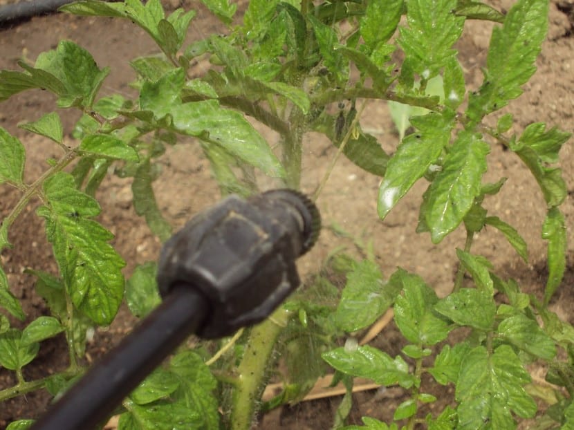 Insecticidas orgánicos