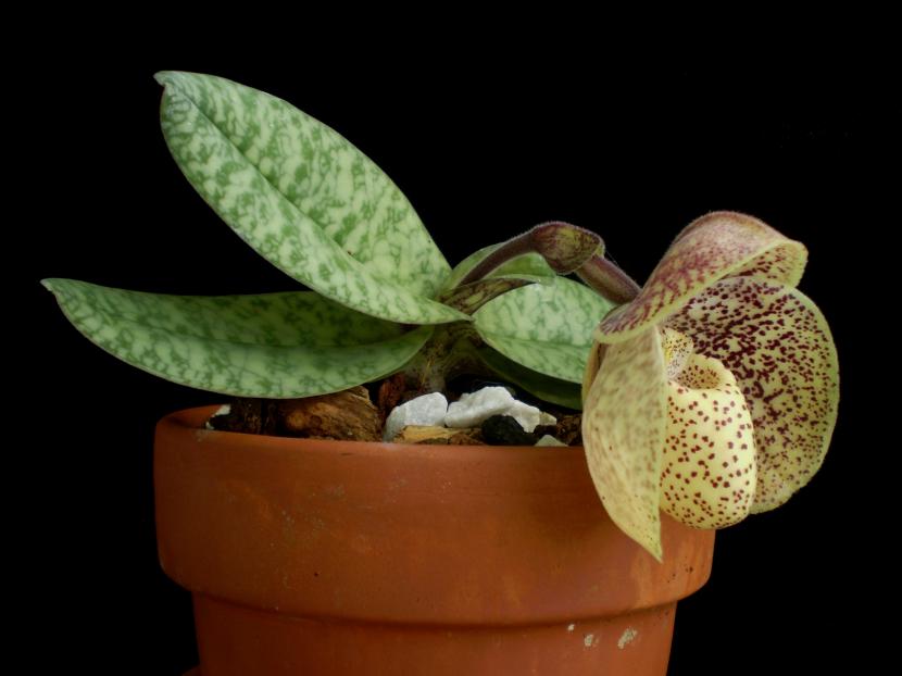 Planta
