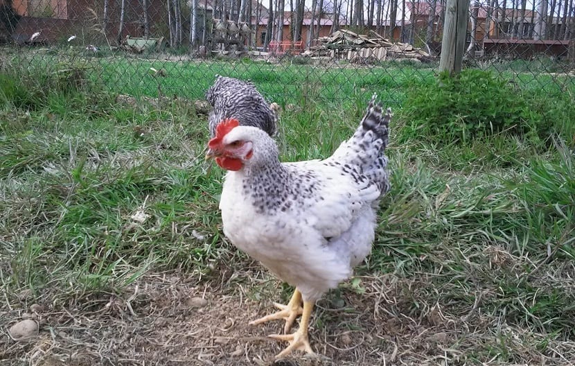 gallinas en corral