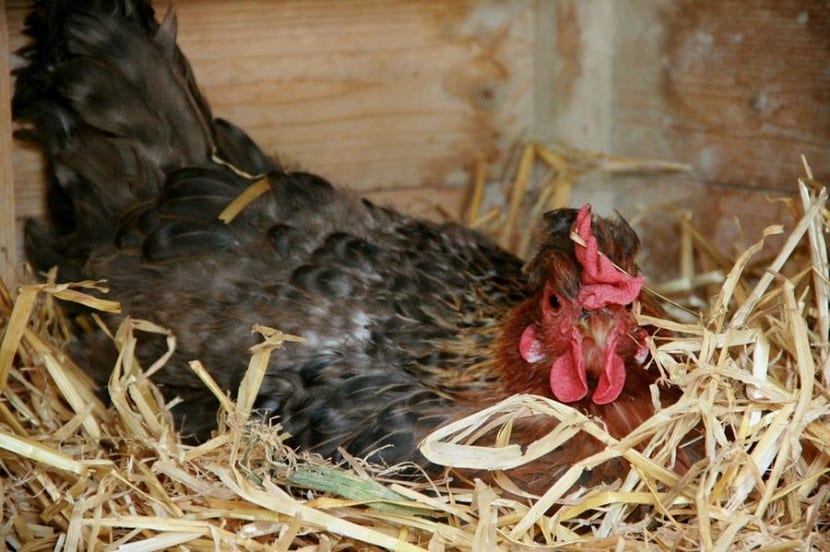 como alimentar a las gallinas