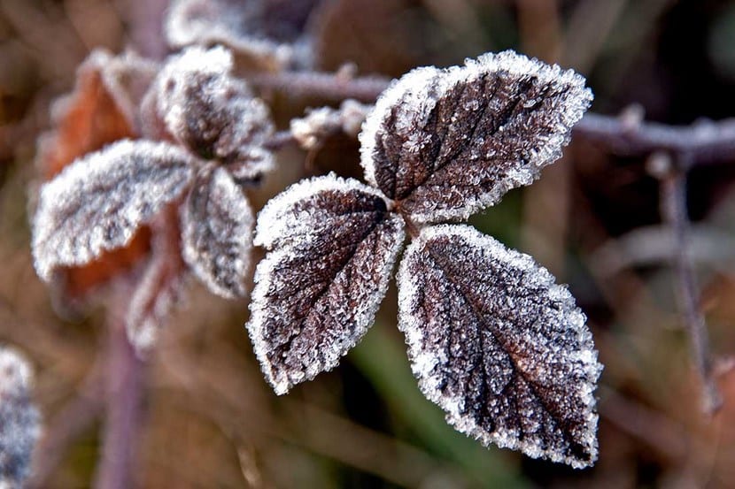 Plantas en invierno
