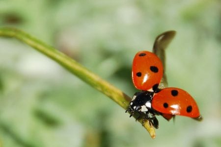 Mariquita sobre una hoja, insecto beneficioso del jardín