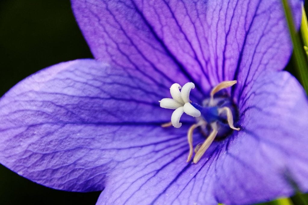 Platycodon en flor
