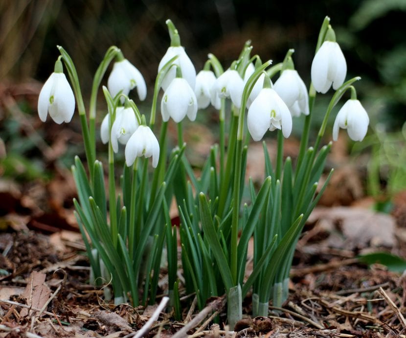Galanthus nivalis en flor