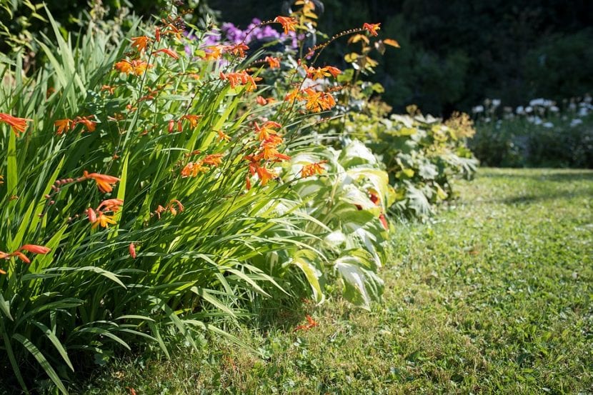 Plantas de jardín