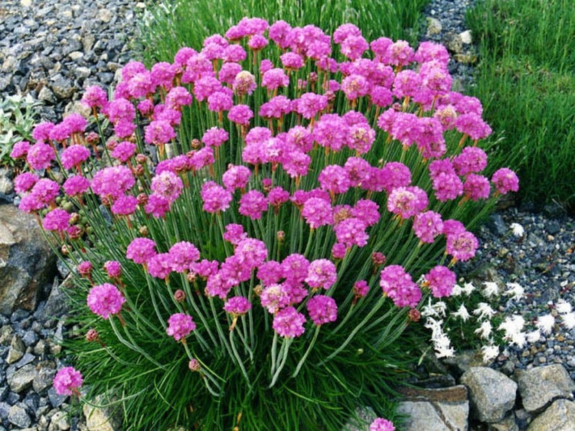 Plantas