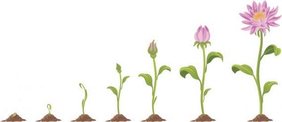 Plantas en crecimiento