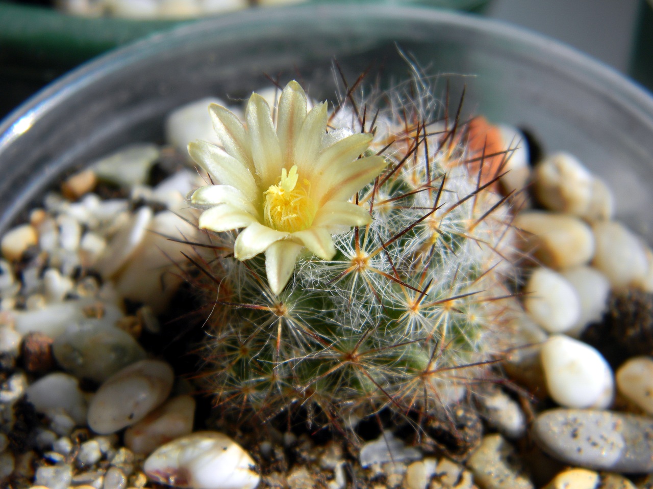 Los cactus no quieren mucha agua