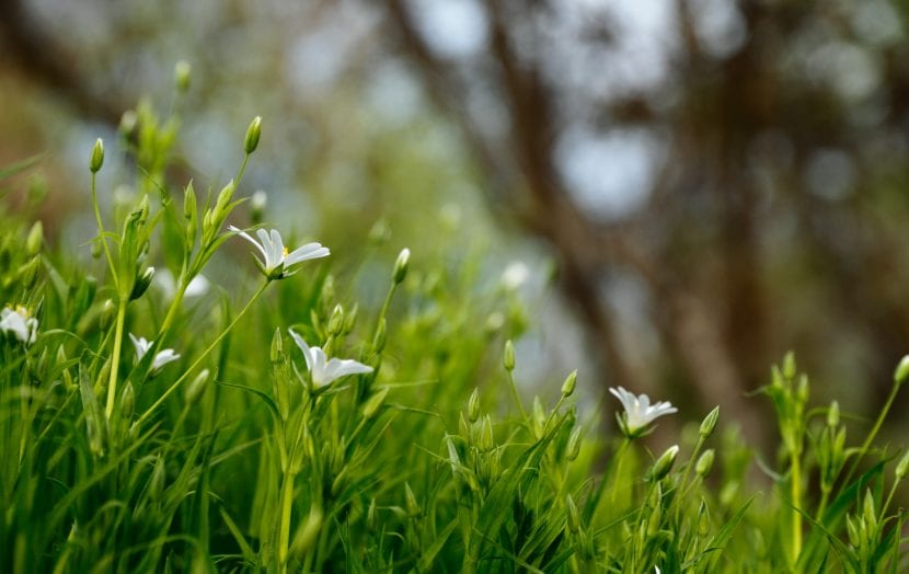 Flores blancas en un jardín