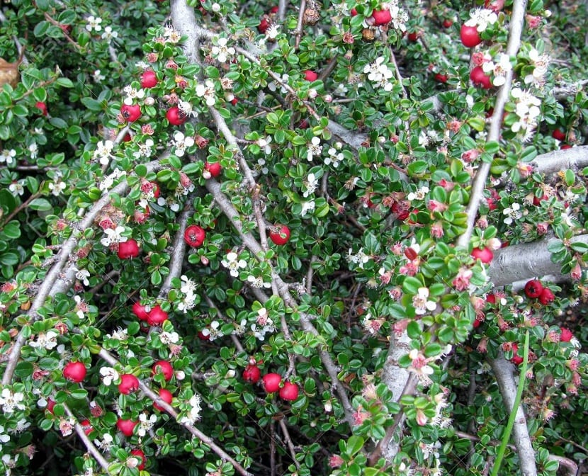 Arbusto Cotoneaster dammeri