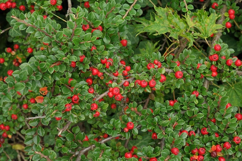Cotoneaster dammeri