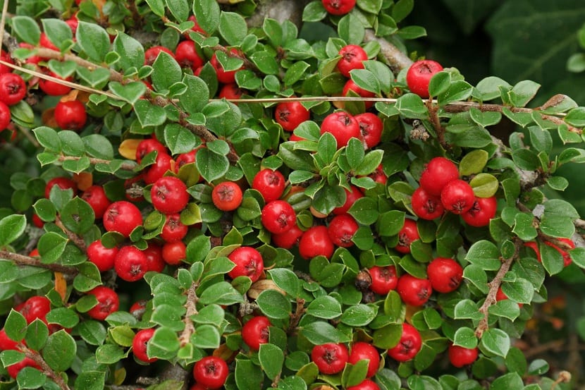 Frutos del arbusto