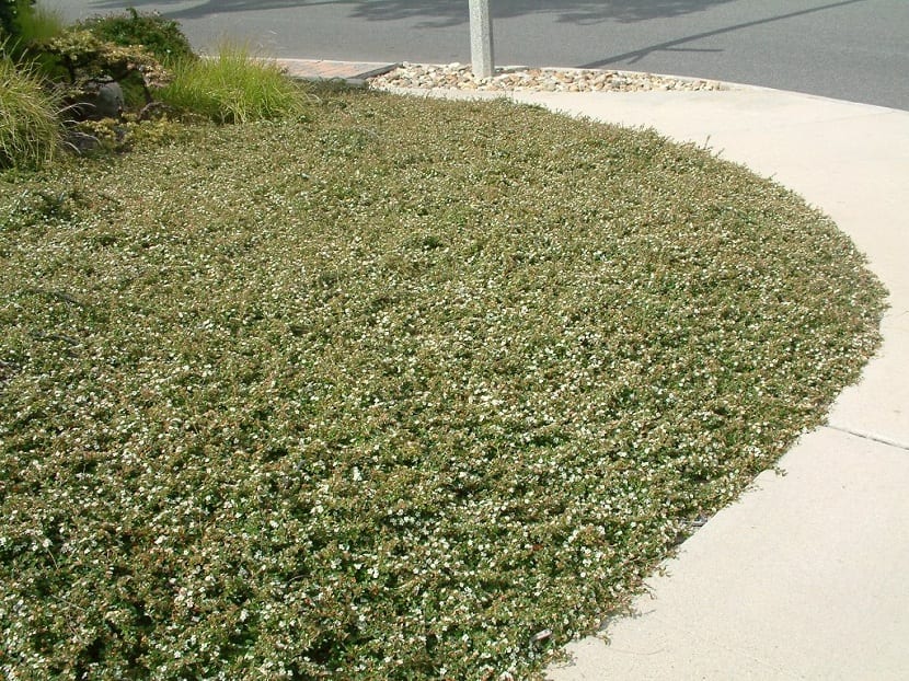 Planta cubridora