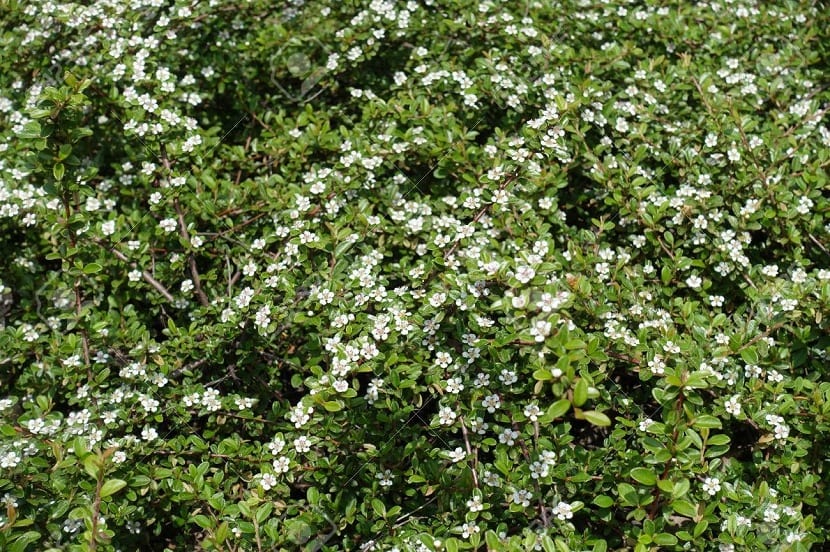 Brotes de Cotoneaster horizontalis 