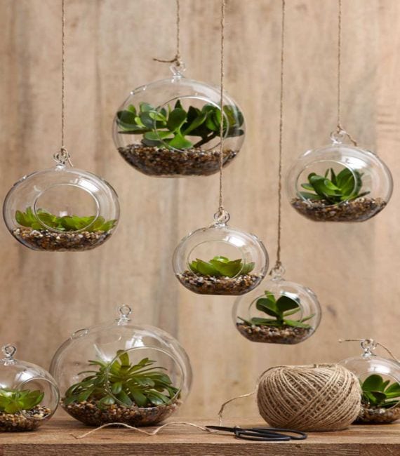 Plantas en cristal