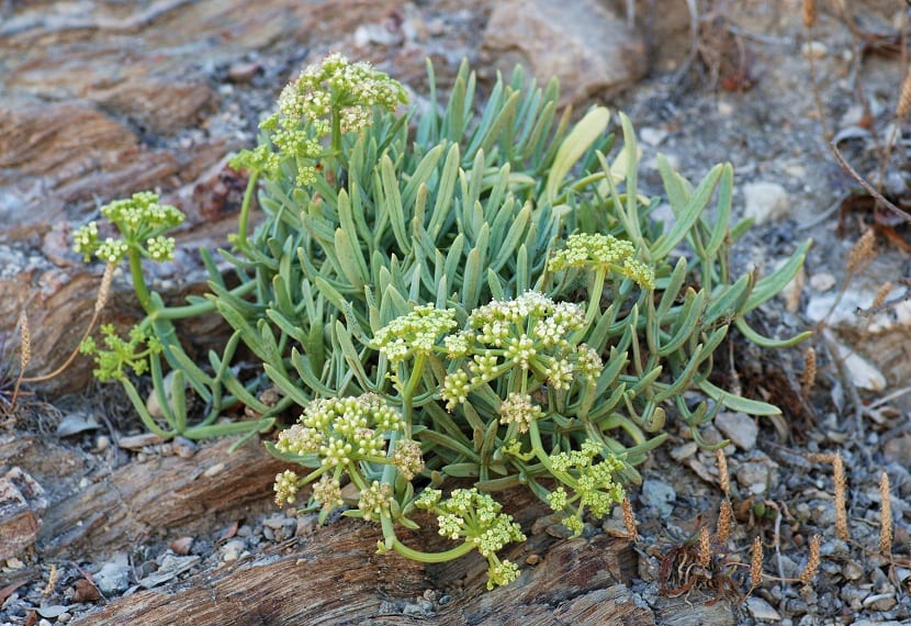 Características del Crithmum maritimum