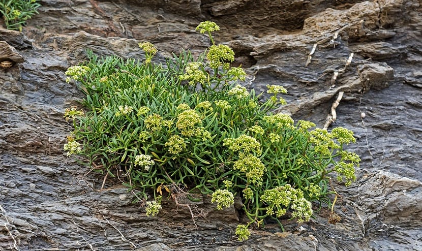 Crithmum maritimum en rocas