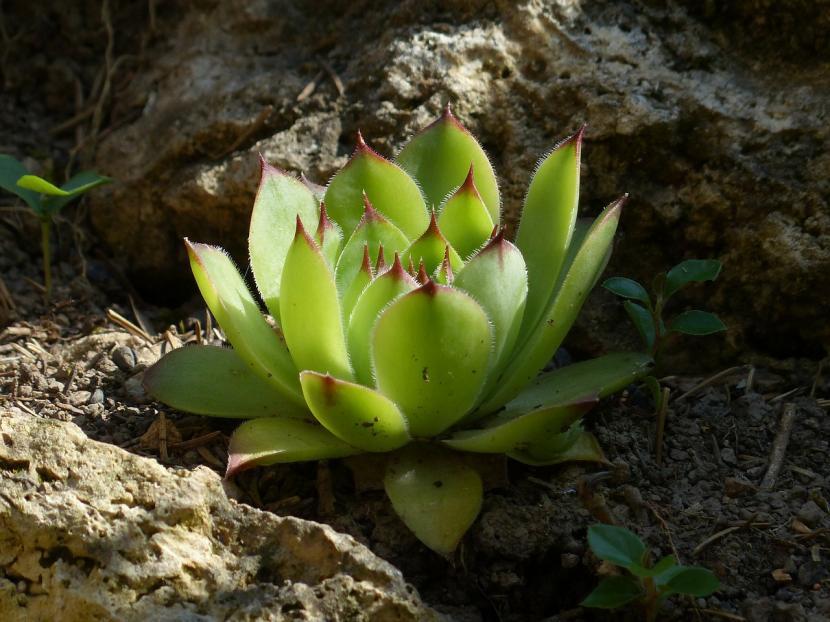 Aeonium