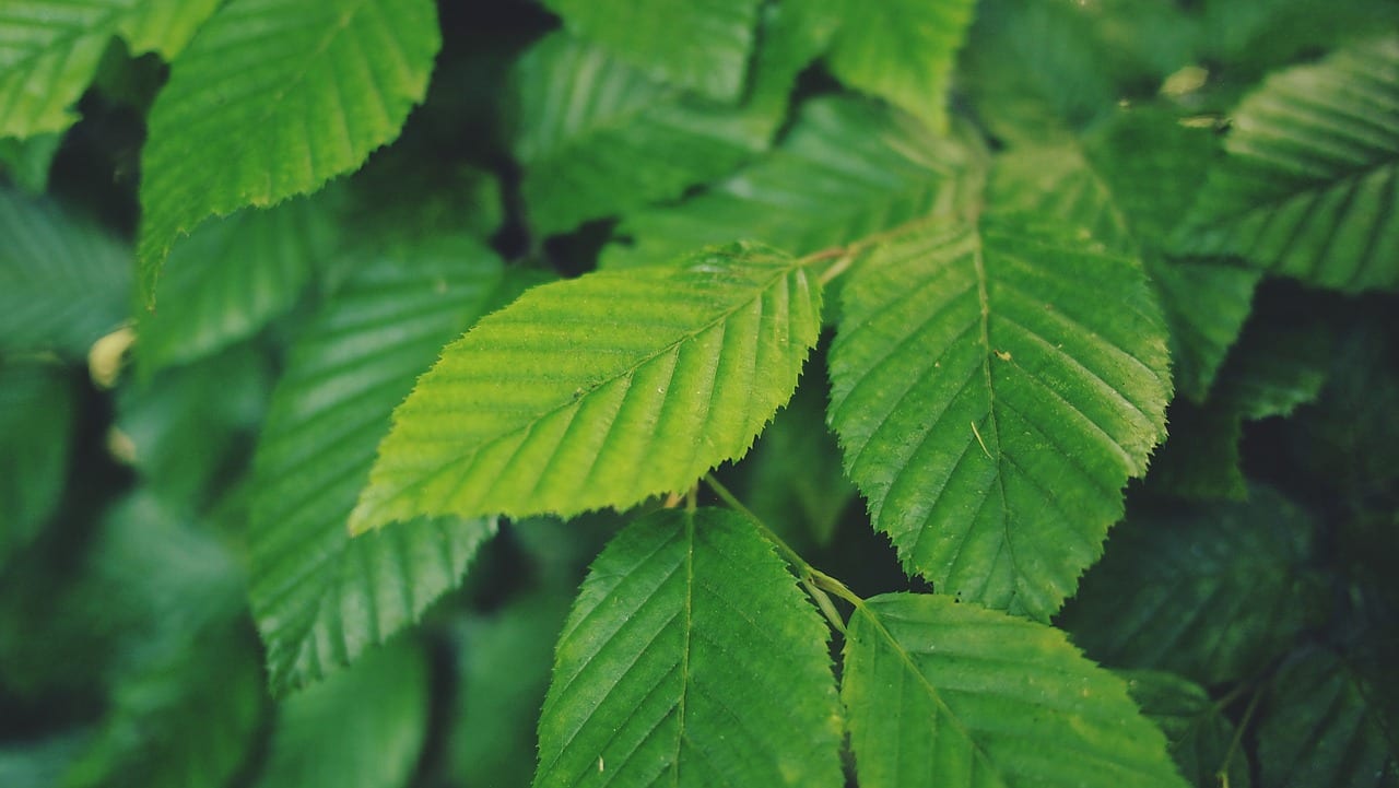 Cuándo empezar a abonar las plantas y cuándo parar