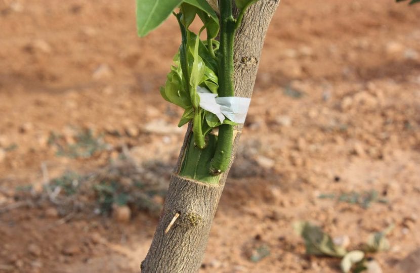 Planta injertada