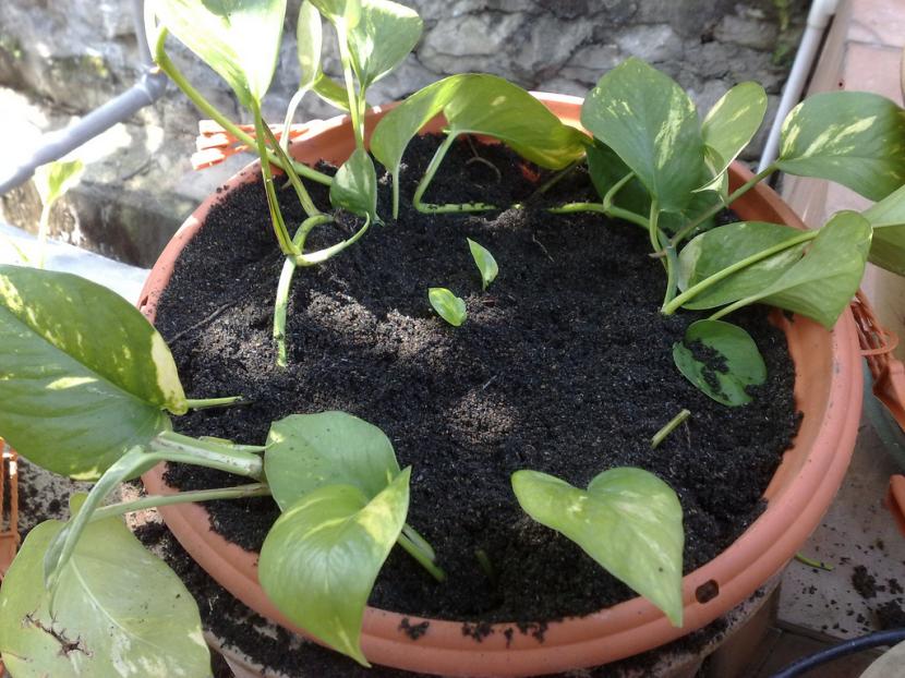 Esquejes de pothos