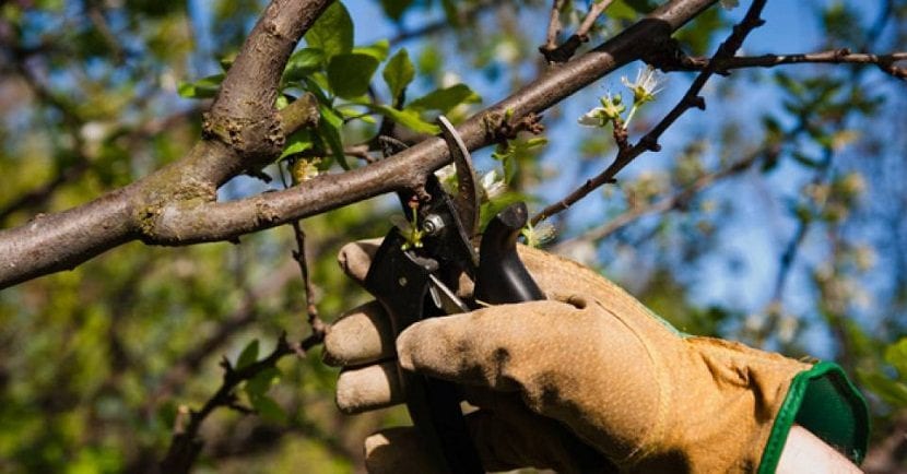 Poda de árboles frutales