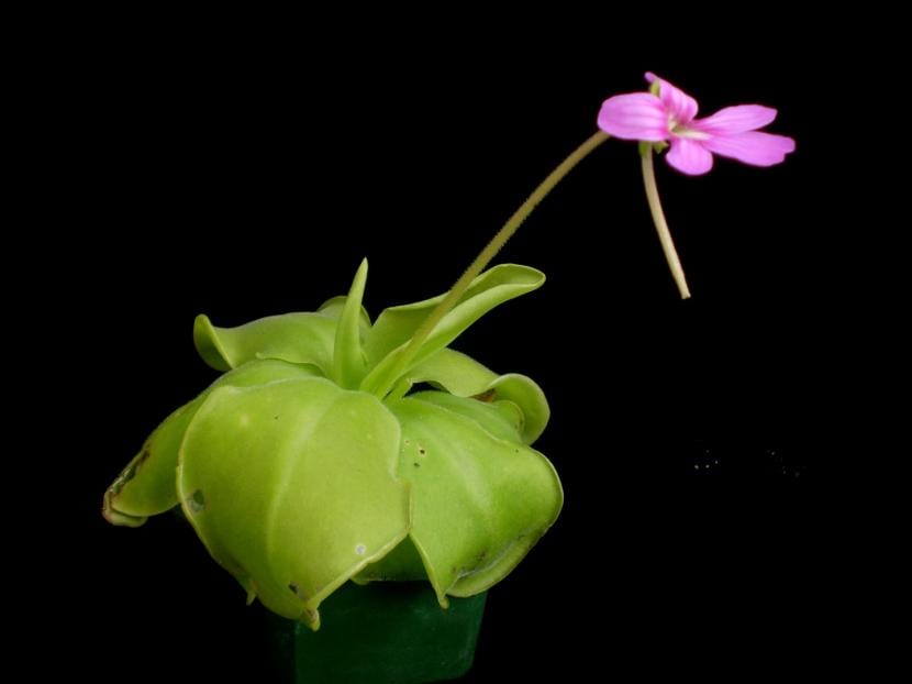 Pinguicula
