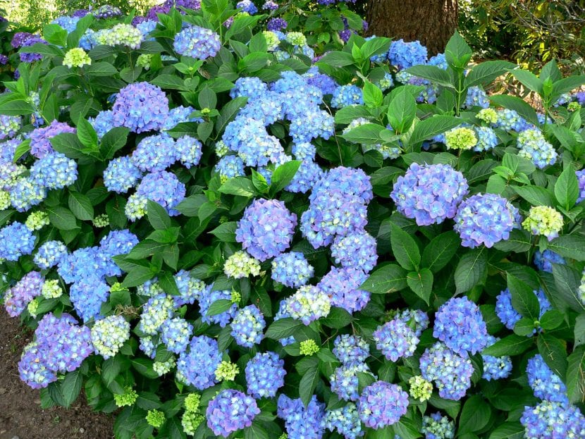 Hortensia