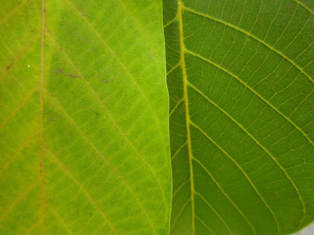 La clorosis férrica es un problema para las plantas