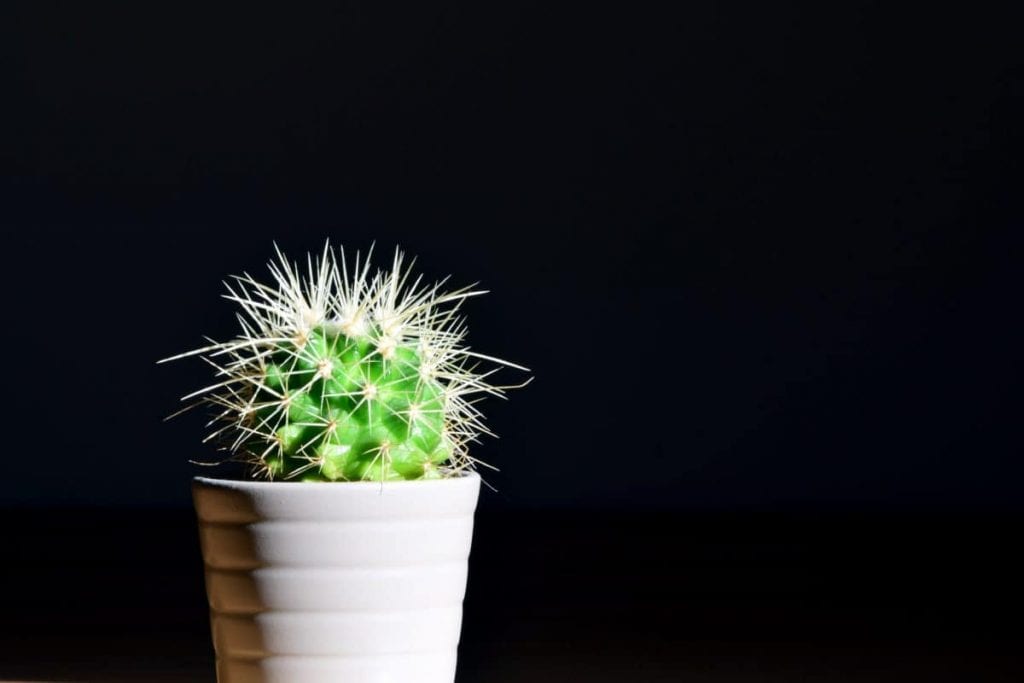 Cactus con cubremacetas
