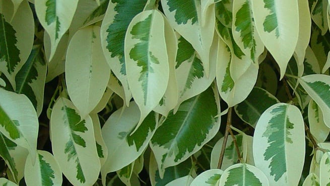 Ficus benjamina: cuidados, riego y caída de hojas