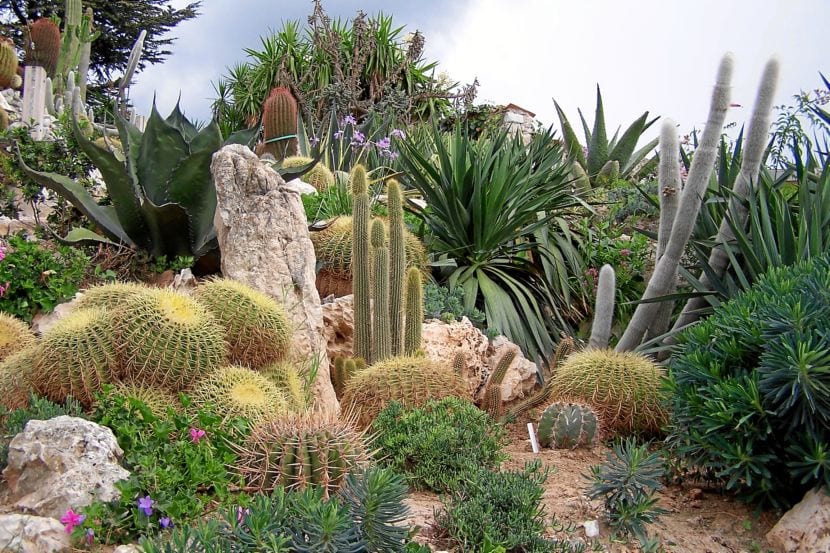 Jardín de cactus