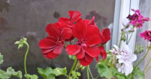 Geranio en flor cultivado en maceta durante el verano