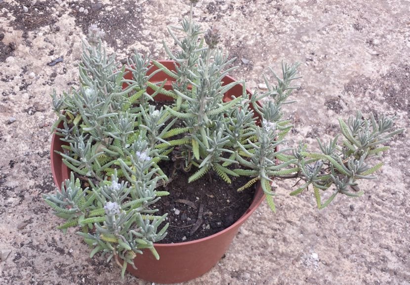 Lavanda
