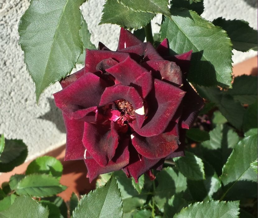 Rosal