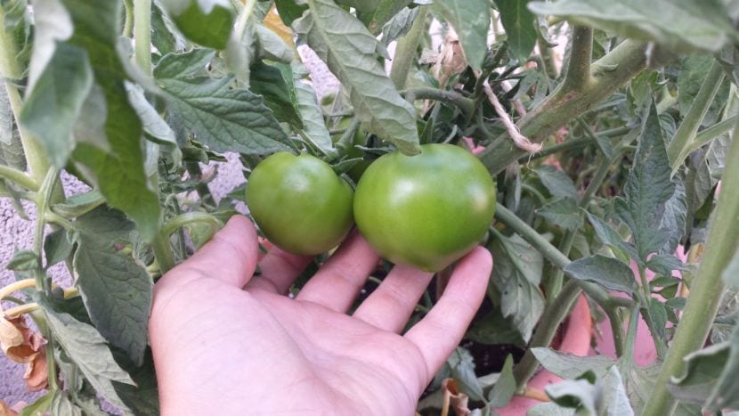 Tomates