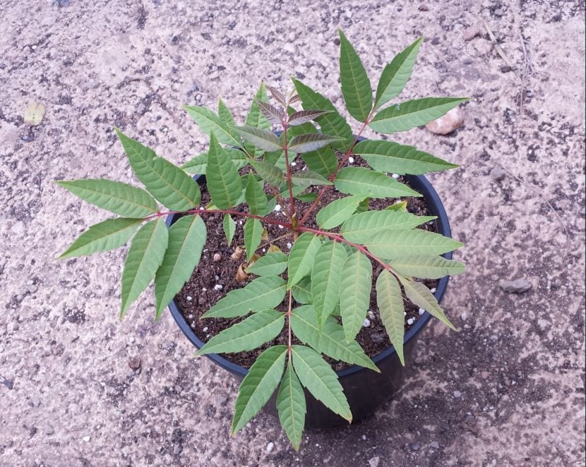 Toona sinensis