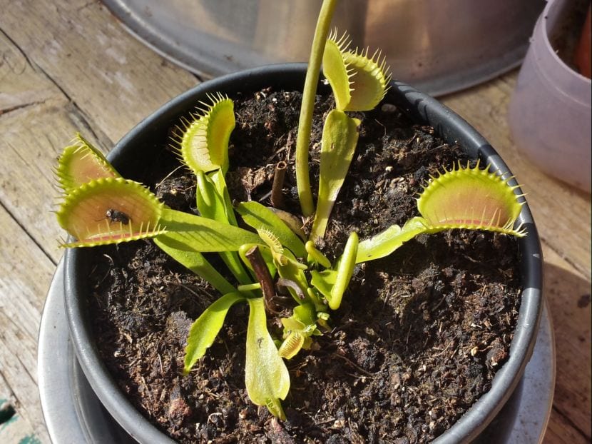 Venus atrapamoscas