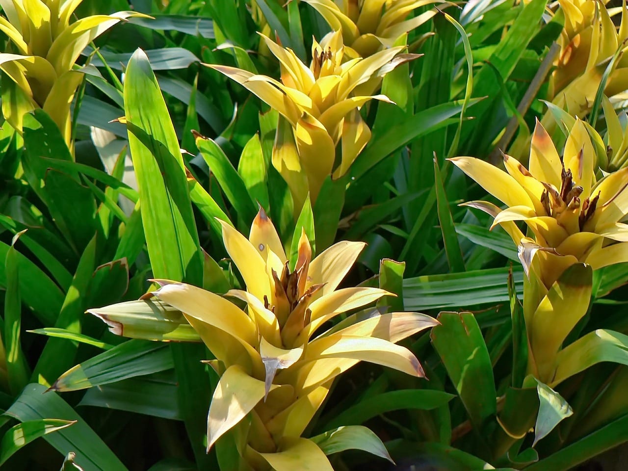 Bromelias cultivadas al aire libre entre vegetación