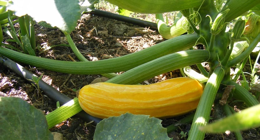 calabacin amarillo siembra