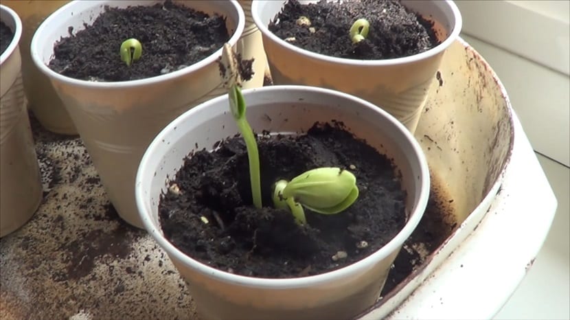 se puede sembrar el calabacín amarillo en una planta en casa
