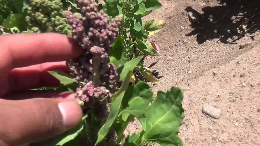 la planta de la quinoa florece