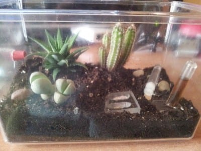 Peceras de cristal usadas como macetas con plantas de interior