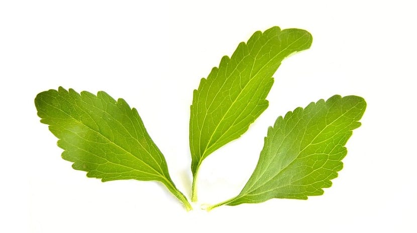 estas son las hojas de stevia